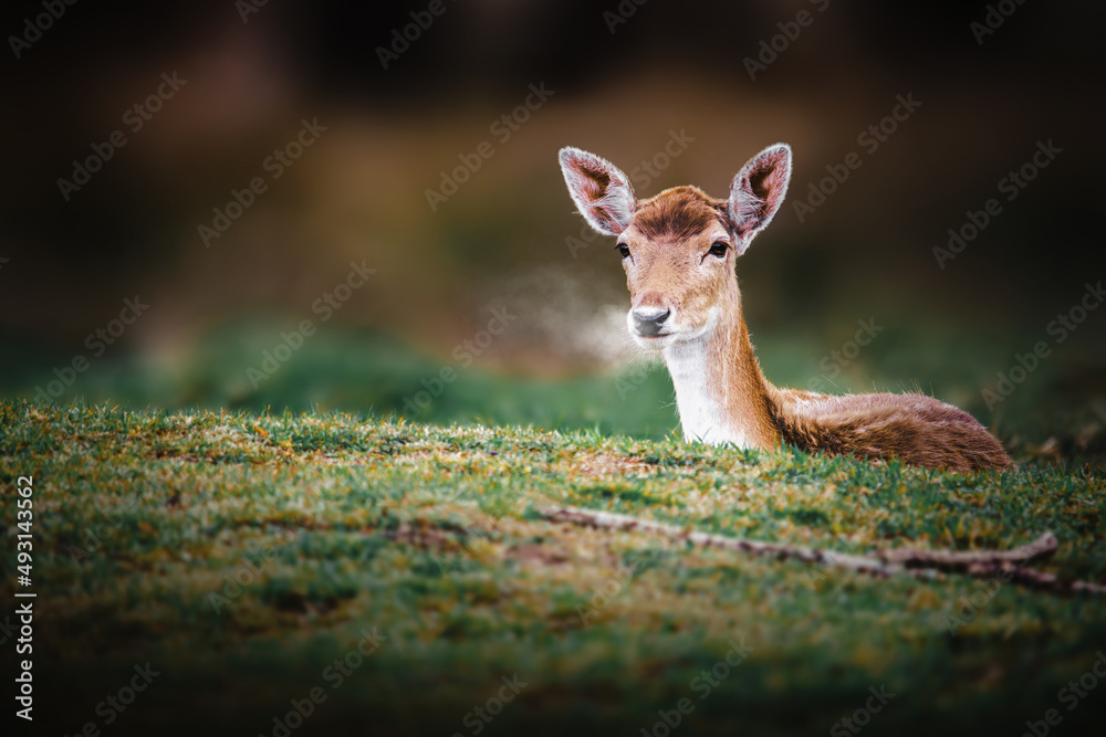 roe deer in the wild roe deer in the wild
