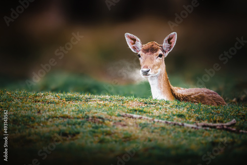 Fototapeta Naklejka Na Ścianę i Meble -  roe deer in the wild
