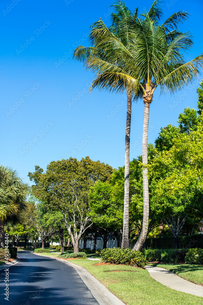 Fototapeta premium Palm trees by green lawn resort in Naples, Florida