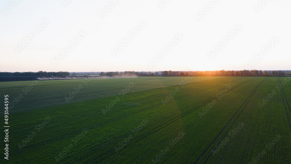 The setting sun over a field on which garlic, or onions, sprouts; Agriculture