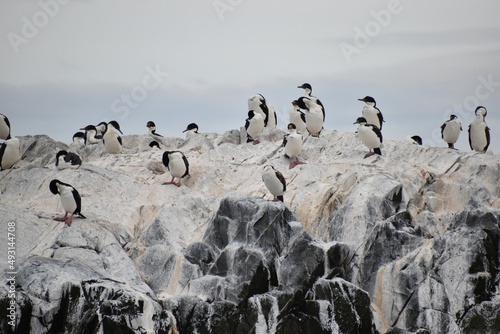 Toma de media distancia de cormoranes en isla del canal de Beagle en día nublado