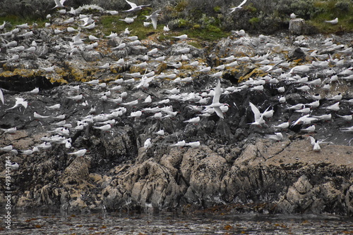 Toma de media distancia de albatros posados en isla del canal de Beagle