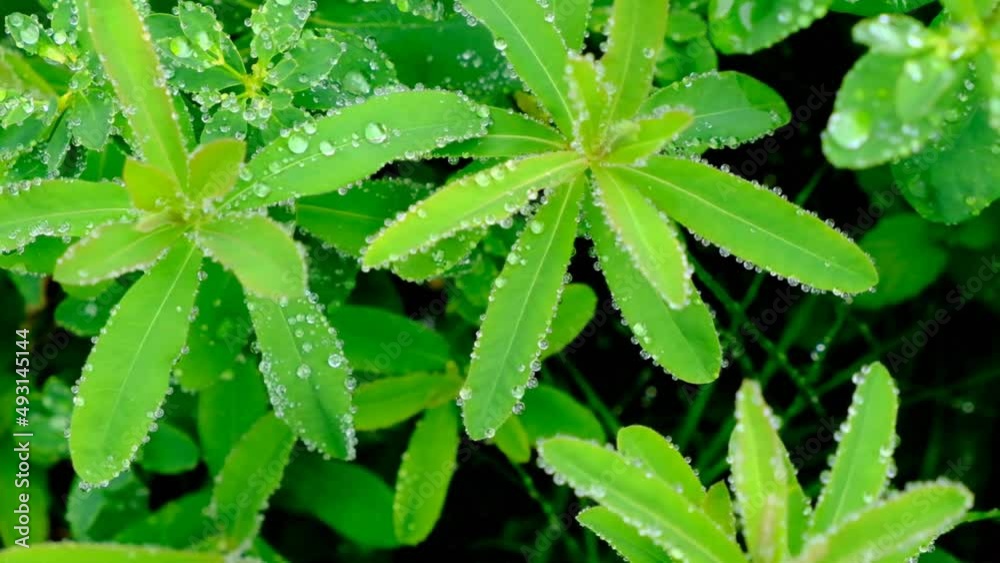 Dew drops on green grass and plants.Greenery in raindrops. 4k footage Dew drops on green grass and plants.Greenery in raindrops. 4k footage