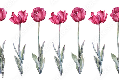 Seamless border watercolor red tulip with green leaves isolated on white background. Hand-drawn spring flower for celebration card march 8. Nature art for wallpaper wrapping  sketchbook florist