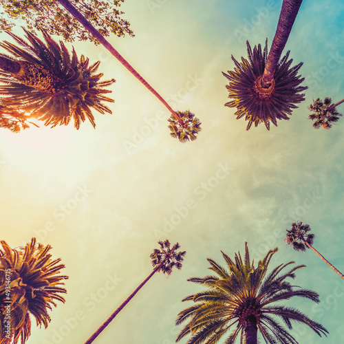 Los Angeles palm trees, low angle shot. Sun rays