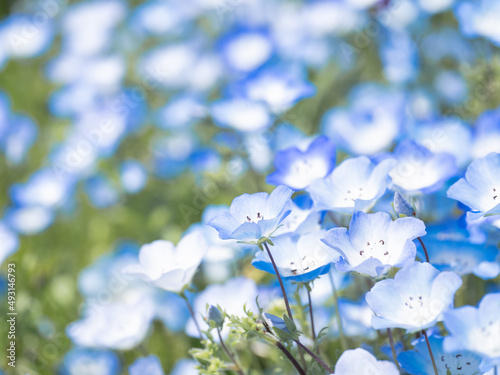 花畑 アドビストックのデザイン かべいろ Com おしゃれ壁紙リフォーム貼り替え オリジナルインクジェット壁紙