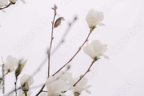 white Magnolia blossom in spring