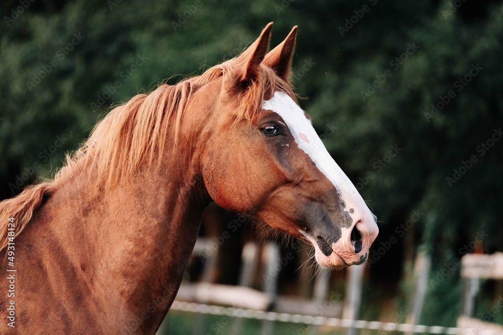 Obraz premium Horse Portrait