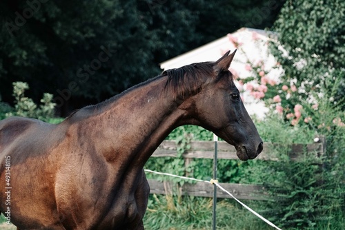Portrait of a Black Mare