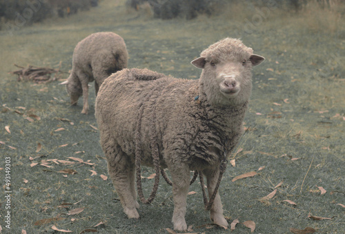 MOUNTAIN FAUNA (2)