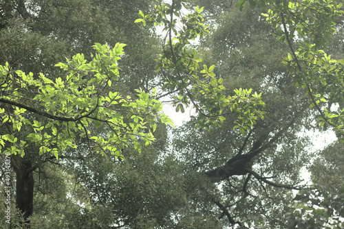 GREEN MORNING