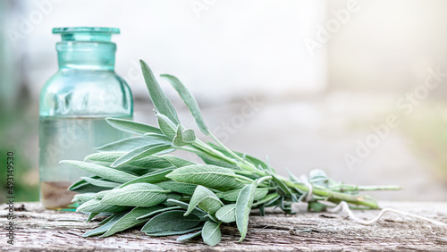 bunch of fragrant herbs Salvia officinalis, common sage, just sage suspended for drying with an herbalist. 