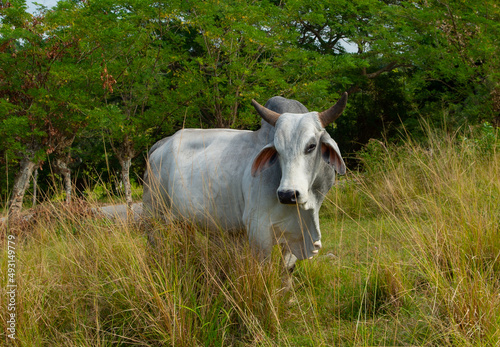 white Brama cow in rural Cuba standing in long grass with horns floppy ears and hump on shoulder horizontal format room for type typical sight in rural Cuba on small farm on Cuban holiday or vacation
