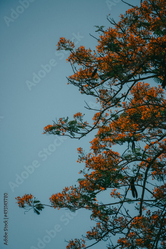 Vintage looking beautiful tree