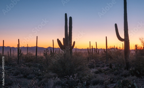 Silhouette of Saguaros at sunset in Arizona desert
