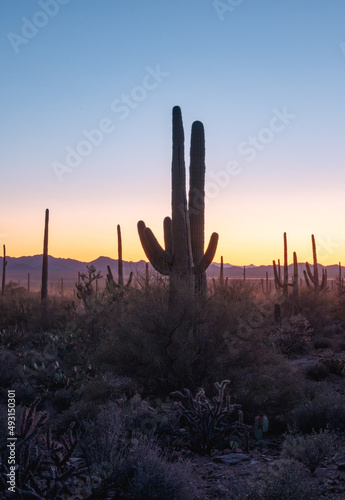 Silhouette of Saguaros at sunset in Tucson