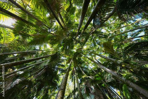 Low angle view of a forest of palm trees in Onomea Bay, Big Island of Hawaii, United States photo