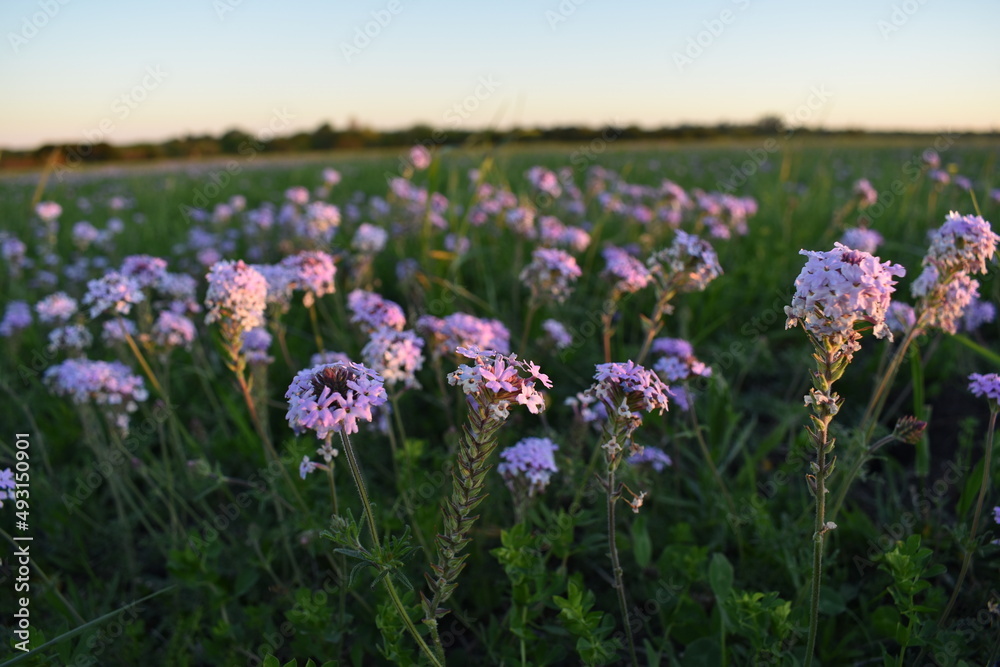 field of purple flowers