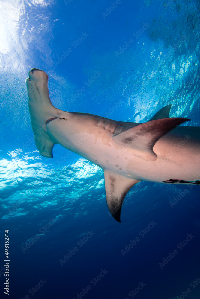 Hammerhead shark swimming toward the surface