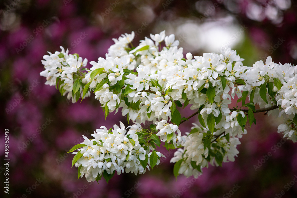 Spring blossoms on White and purple crab apple trees Spring blossoms on White and purple crab apple trees