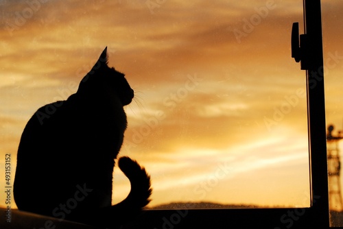 Silhouette of cat against the background of glow in the morning sky
