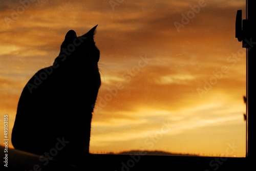 Silhouette of cat against the background of glow in the morning sky