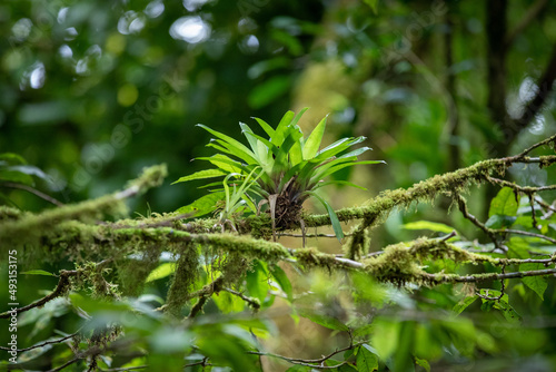 Lush foliage and flowers adorns the neotropical and montane cloud forests of Costa Rica at the Monte Verde Biological Reserve
