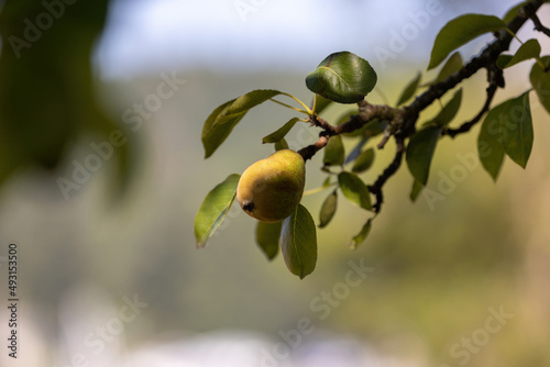 Wallpaper Mural small green pear growing on summer branch Torontodigital.ca