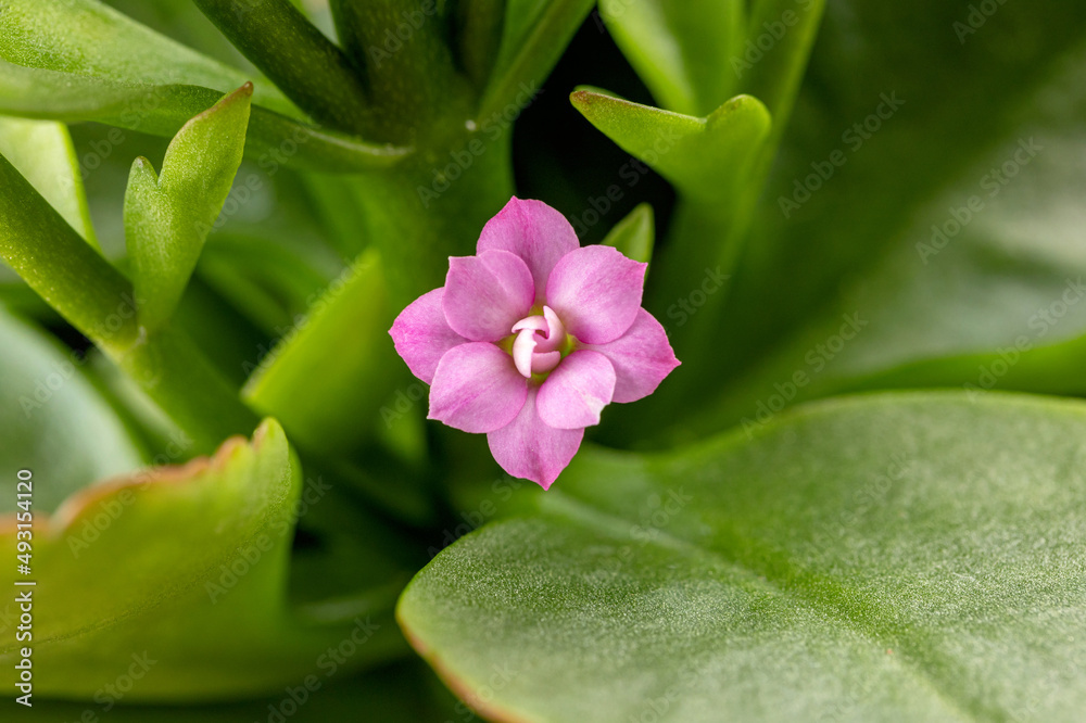 Jonquil with beautiful pink petals Jonquil with beautiful pink petals