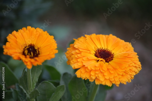 orange flower in the garden