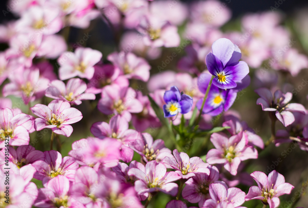 A closeup shot of pansies and saxifrage flowers A closeup shot of pansies and saxifrage flowers