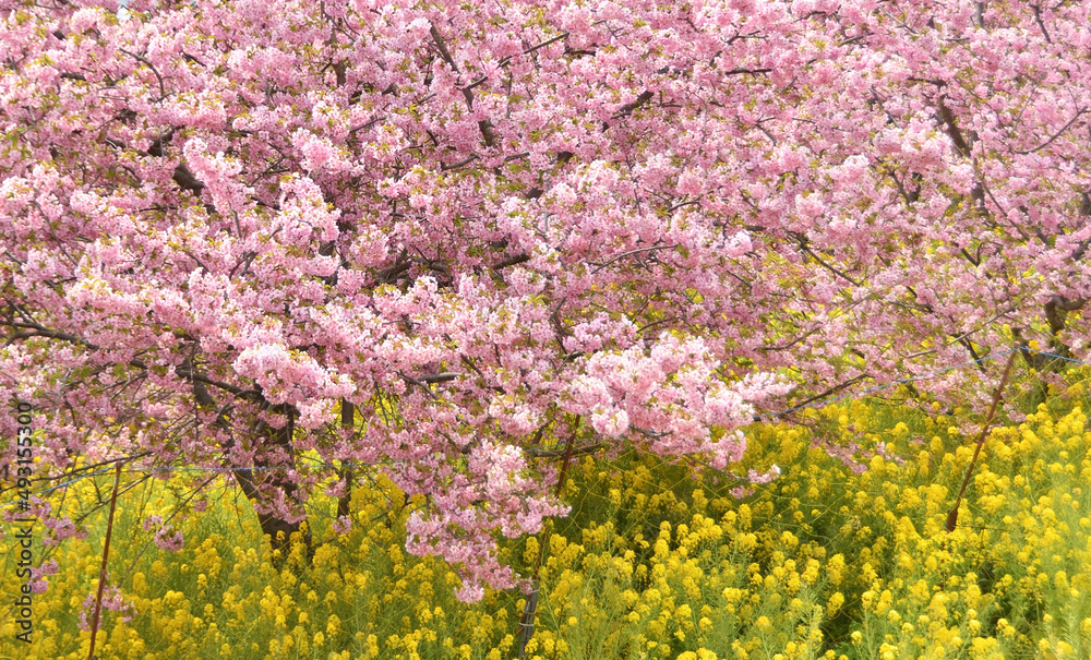菜の花と河津桜 菜の花と河津桜