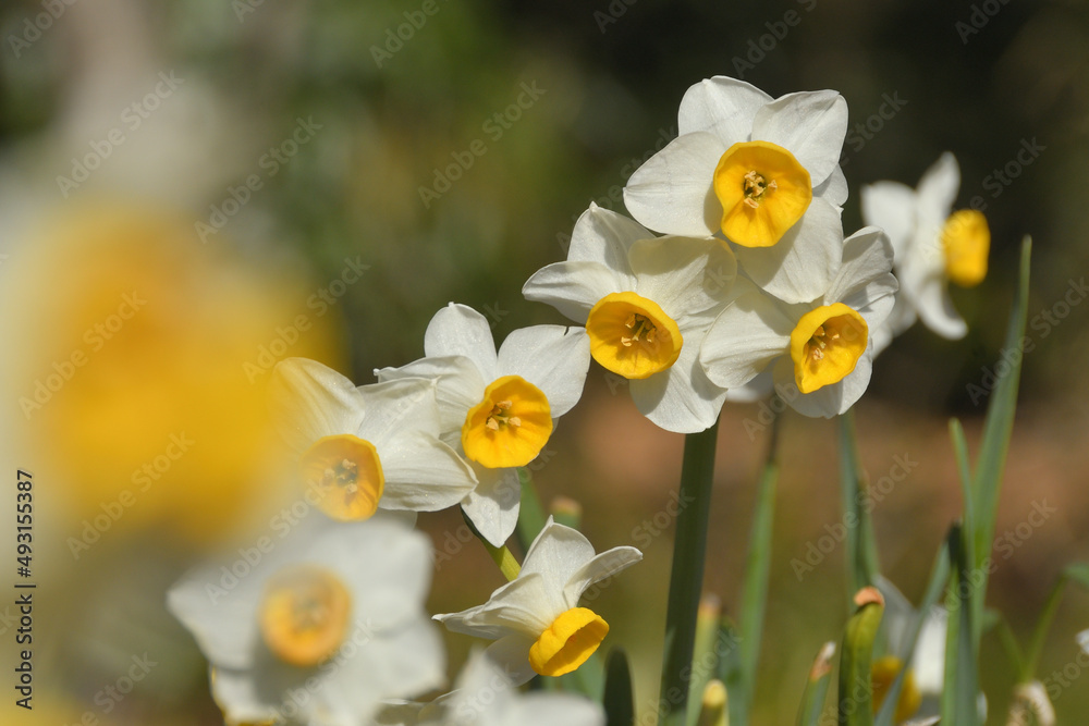 スイセンの花