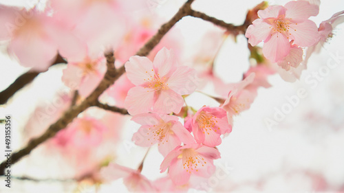 河津桜のクローズアップ © YATA!