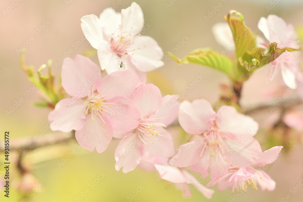 河津桜のクローズアップ 河津桜のクローズアップ
