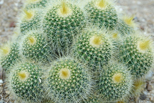 various cactus