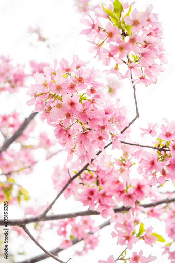 blooming cherry blossom in the morning at vertical composition