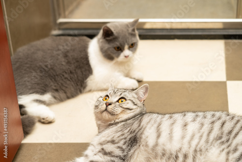 a british shorthair cat and an american shorthair cat lying down on the floor in a bathroom