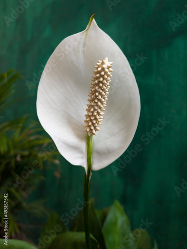 single anthurium flower taken in shallow depth of field, also known as tailflower, flamingo and laceleaf, teardrop shaped, white color flower with spadix in the garden, closeup