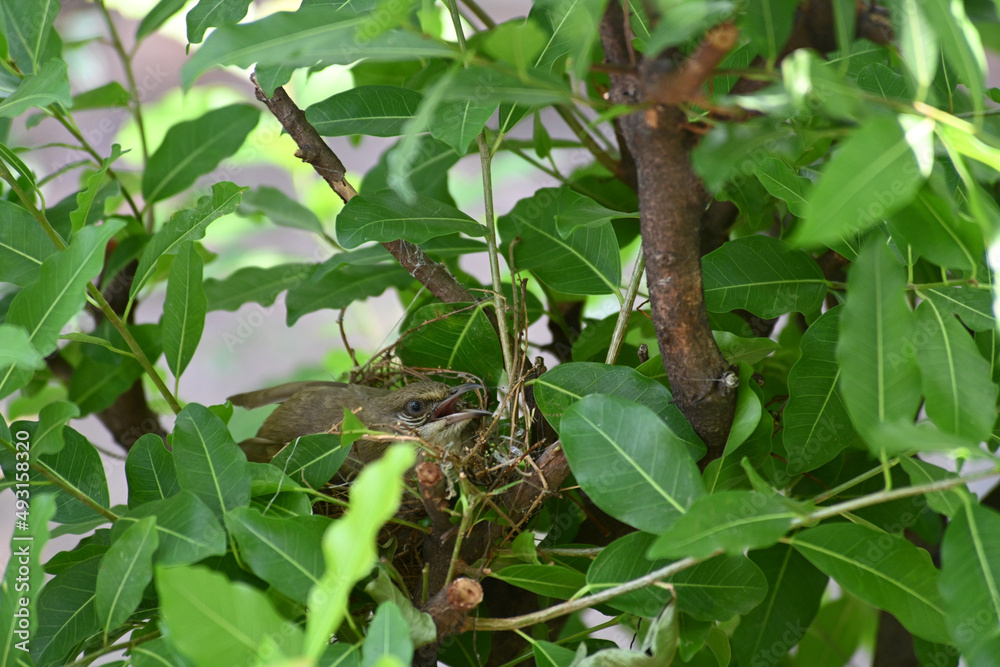 little bird sit on her eggs in nest on tree branch high angle view