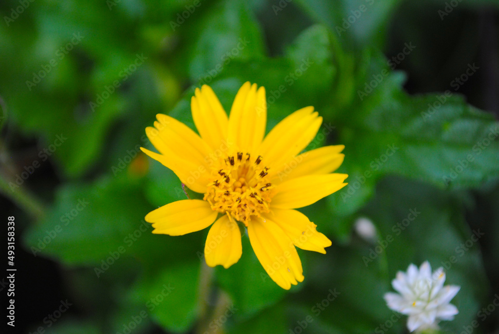 Grass flowers are very similar to sunflowers, glowing yellow. Grass flowers are very similar to sunflowers, glowing yellow.