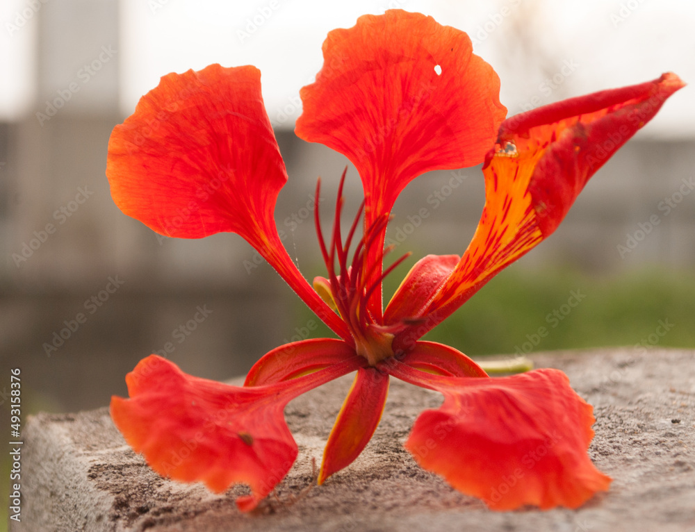 Caesalpinaceae Five-pointed bright red flowers on nature background
blur Caesalpinaceae Five-pointed bright red flowers on nature background
blur