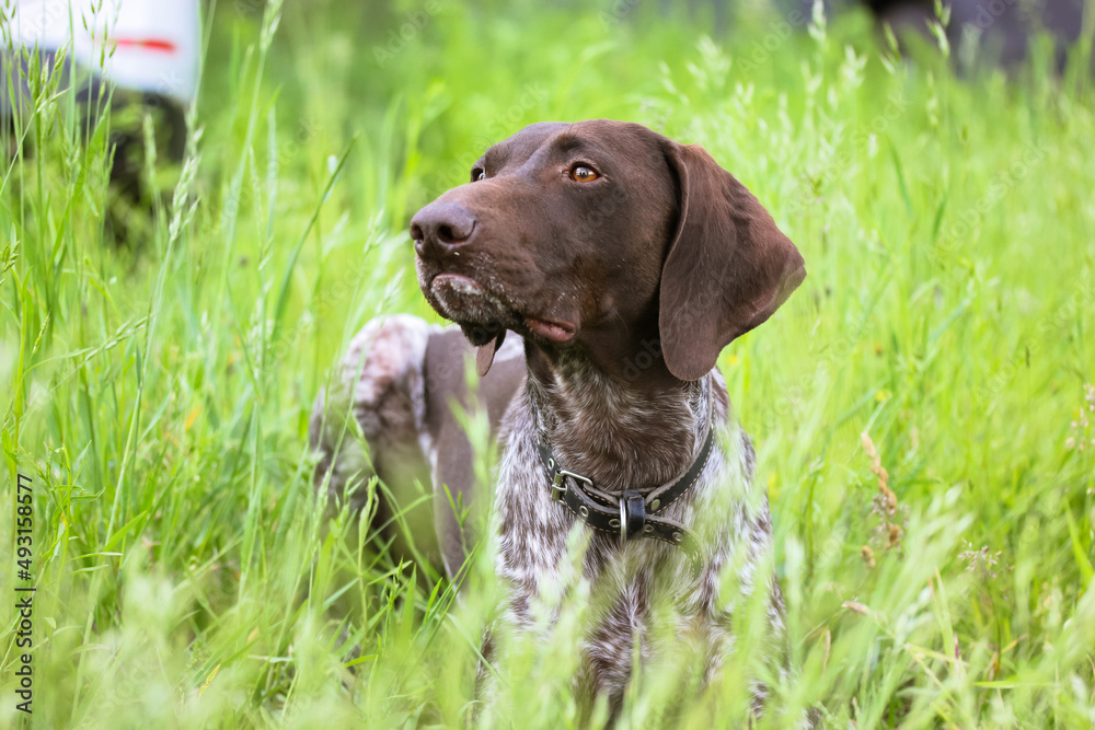 German Shorthaired Pointer Dog. Beautiful devoted dog with brown eyes looking into distance. Drathaar in green meadow in spring summer day. A large breed of hunting hound dogs with collar around neck.