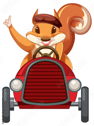 A squirrel driving car on white back ground