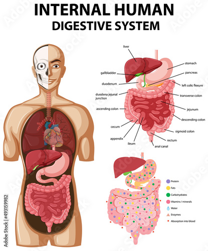 Diagram showing internal human digestive system