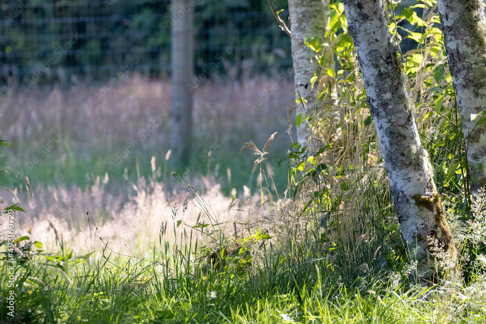 bright sun shining through tall grass at a park bright sun shining through tall grass at a park