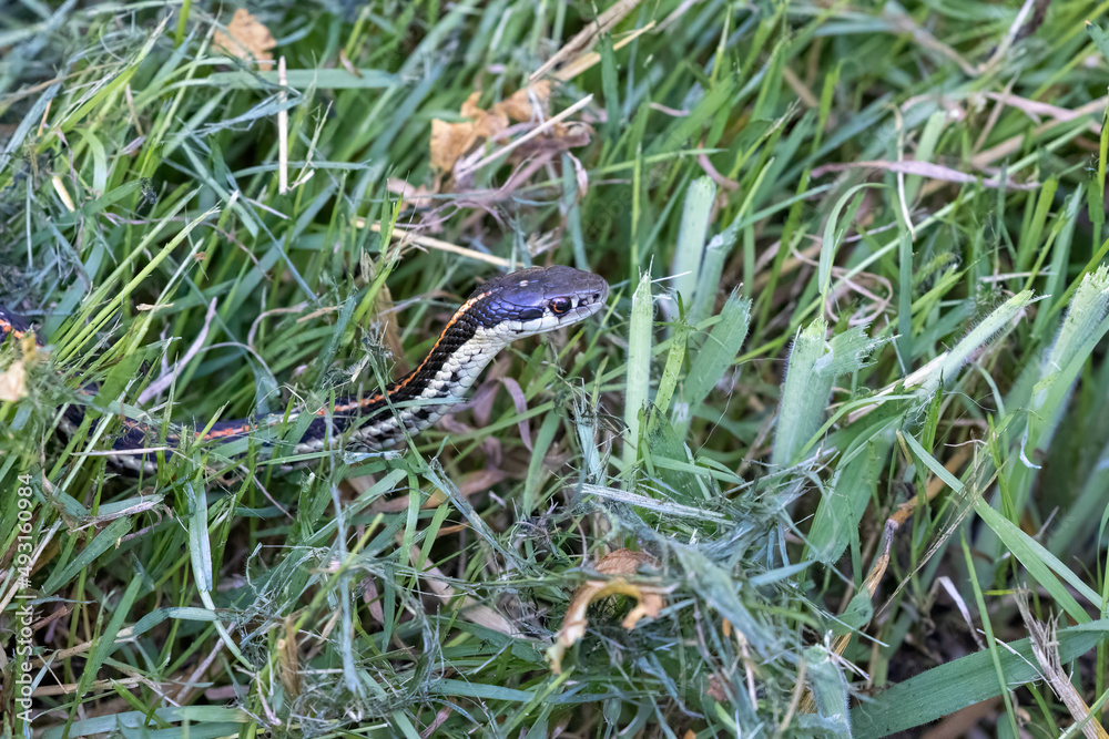Obraz premium small striped snake in tall summer grasses