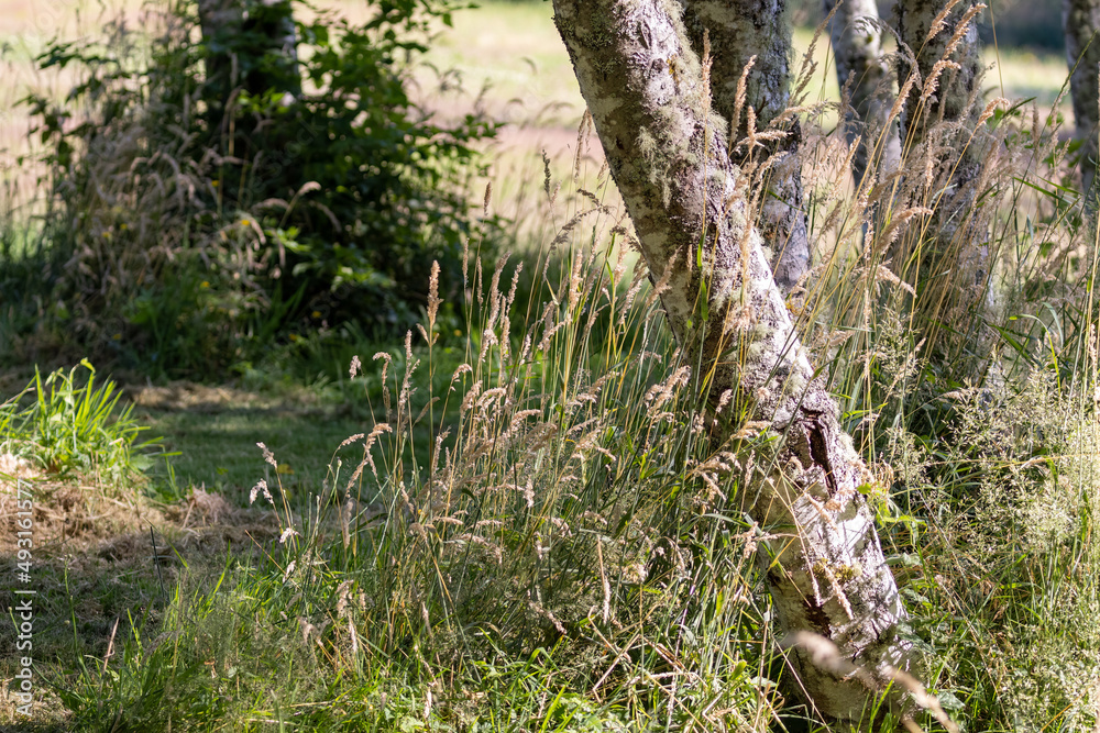 bright sun shining through tall grass at a park bright sun shining through tall grass at a park