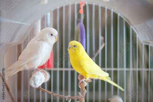 Fotografia Beautiful colored parrots in a cage at home