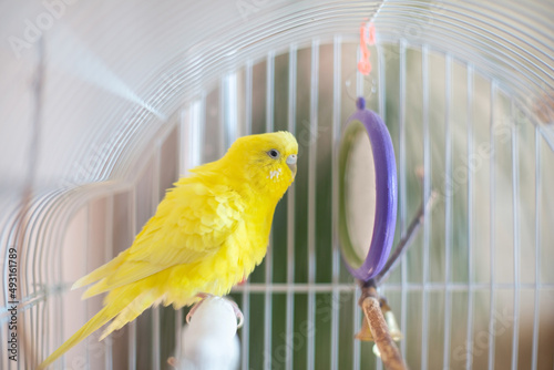 Beautiful colored parrots in a cage at home. Cute pet. Selective focus.